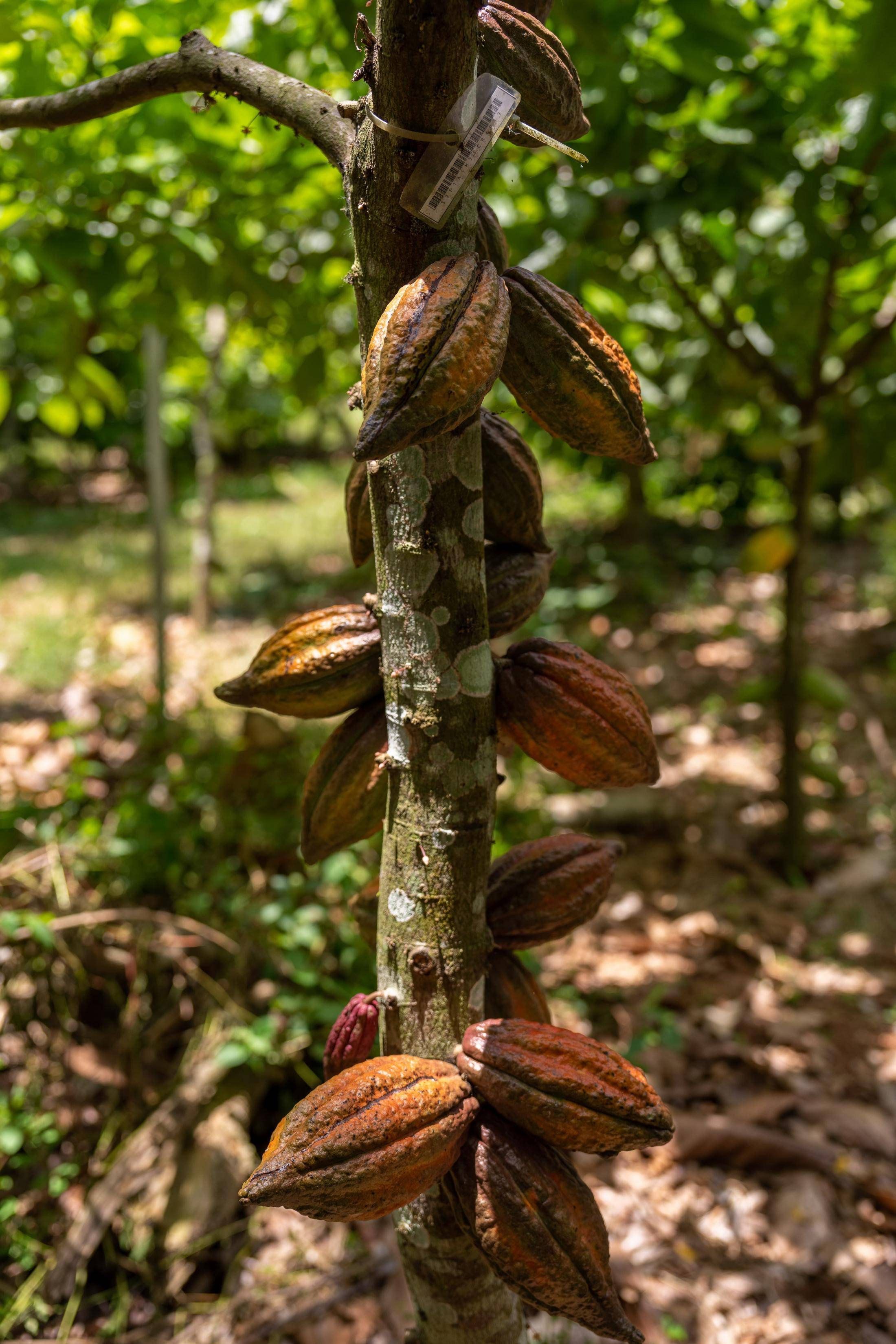 Barry Callebaut tops management of ESG risks ranking